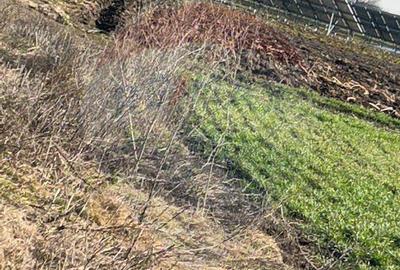 DE VANZARE intravilan LAC, Moara Vlasiei, Caldarusani TER... - 4