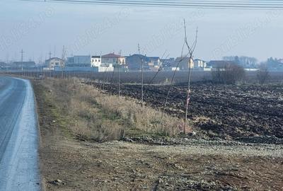 Vanzare Teren intravilan 10000mp Balaceanca - 2