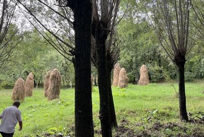 VAND CASA BATRANEASCA, 3,1 HA IN JURUL CASEI, COM.CETATENI - 9