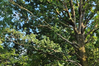 Teren intravilan ij Silistea Snagovului - 7