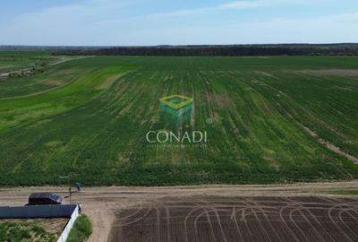 Teren Construcții intravilan de 16140 mp, în Cernica - 6