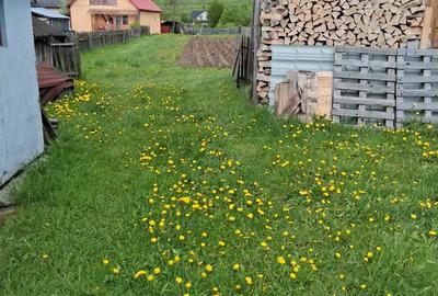 Casa de vanzare - municipiul Toplita, Judet Harghita - 9