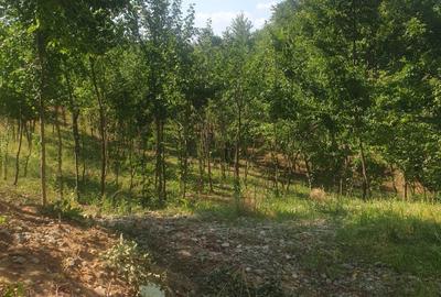 Spațiu comercial, în Valea Unghiului - 3