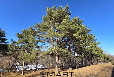 Teren intravilan Cisnadioara - 1