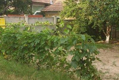 Casă cu 4 camere cu Teren 2500 Mp în Drăgășani - 4