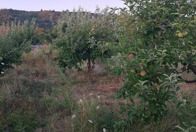 Teren de 1600 mp, în Șerbești
