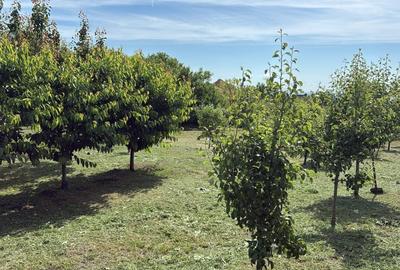 Casă cu 2 camere în Aiton - 2