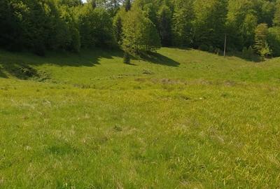 Teren de 1000 mp, în Dâmbovicioara - 6