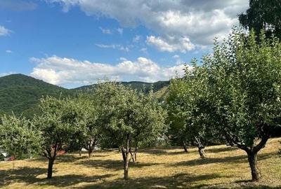 Teren de 6200 mp, în Tăuții-Măgherăuș