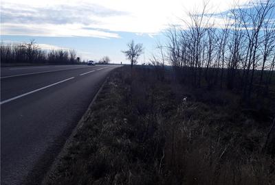 Teren de 5000 mp, în Cotorca - 8