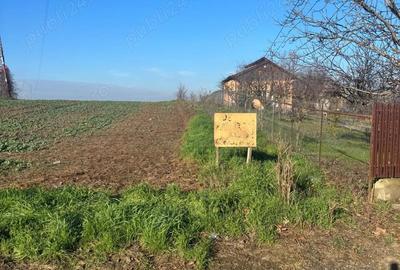 Teren de 5000 mp, în Glina - 1