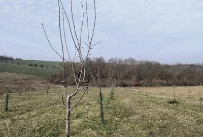 Teren de 8700 mp, în Ramna - 3