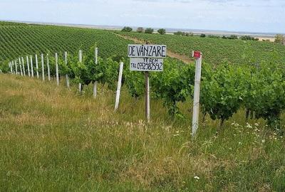 Teren de 11000 mp, în Măderat - 3