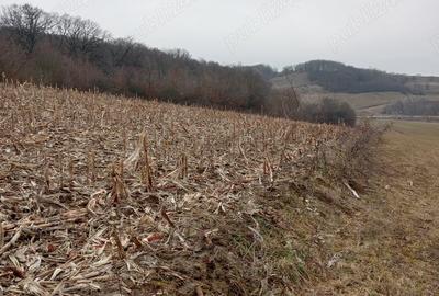 Teren de 3000 mp, în Ruși - 1