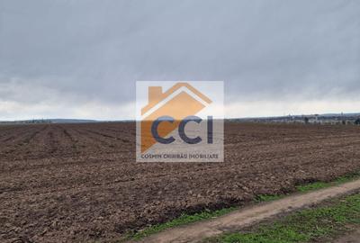 Teren agricol intravilan de 10000 mp, în Vest - 8