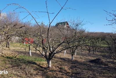 Teren de 2525 mp, în Bârnova - 2