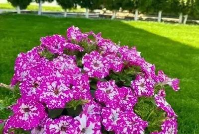 Vila individuala cu facilitati unice! Pizzerie, loc de joaca, gradinta - 4