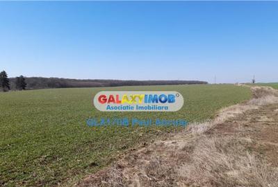 Teren de 39300 mp, în Săftica - 1
