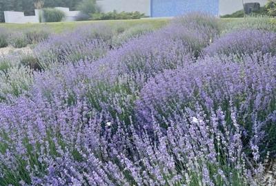 Casă individuală cu 5 camere cu Canalizare în Snagov - 2