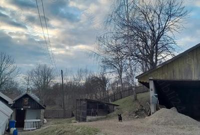 Casă cu Teren 5400 Mp în Fântâna Mare - 5