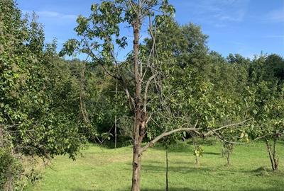 Casă cu 3 camere cu Teren 1128 Mp în Vârfuri - 2