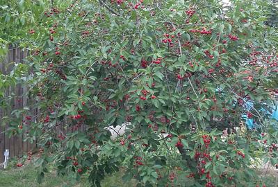 Vanzare casa individuala Otopeni, P+1+Pod, amprenta 130 mp, teren 780 mp - 21