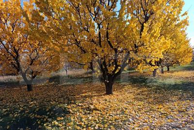 Teren Intravilan 6300 mp Magurele Prahova , Oportunitate ! Teren Intravilan 6300 mp Magurele Prahova , Oportunitate ! - 3