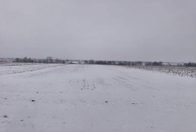 Teren de 6000 mp, în Horodnic - 4