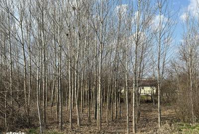 Spațiu comercial, în Gostinu - 5