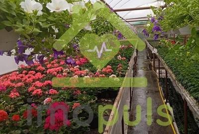 🗺️ Teren intravilan in Jupani (Timis), 10,19 Euro/mp.✨ - 9