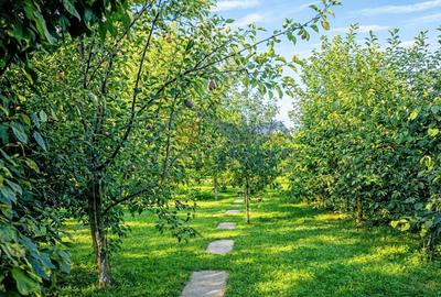 Casă individuală cu 4 camere cu Canalizare în Puchenii Mari - 3