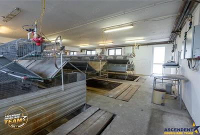 FILM! Ferma de iepuri,Malnas,Covasna: domeniu industrial comercial,asset UE - 7