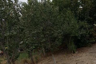 Casă cu 3 camere în Putineiu - 6