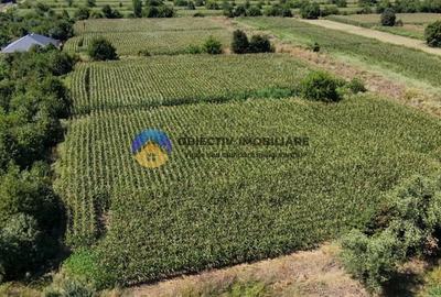 Teren intravilan 3866 mp Dumbrava Rosie - 7