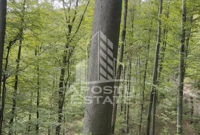 INVESTITIE CU PROFIT RAPID Padure 120+ Ani Fag Gorun - 1