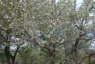 Casă cu 4 camere cu Teren 4863 Mp în Coșna - 7