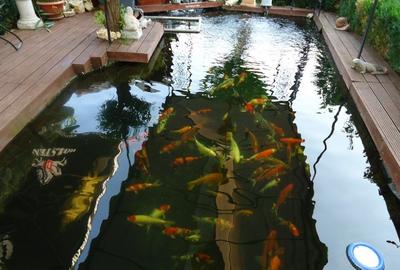 Vila piscina superba gradina matura cu iesire directa la padure - 11