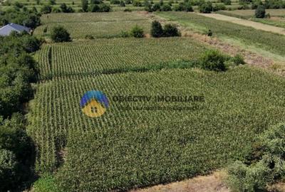 Teren intravilan 3866 mp Dumbrava Rosie - 8