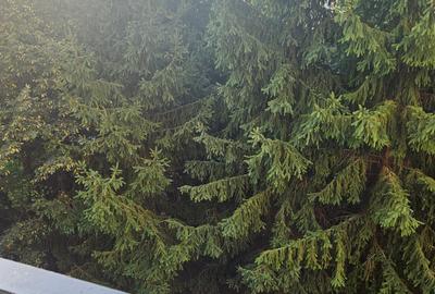 Se inchirieaza,in 7 Noiembrie,apartament cu 3 camere,etajul 1,mobilat si utilat. Se inchirieaza,in 7 Noiembrie,apartament cu 3 camere,etajul 1,mobilat si utilat. - 10