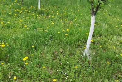 Casă cu 2 camere în Dersca - 3