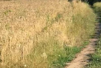 Teren agricol intravilan de 1588 mp, în Cernica - 3