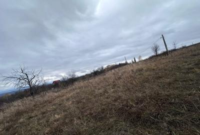 Teren intravilan, 1000 mp, Daia Noua - 3