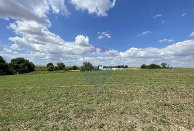 Teren investitie 4.350 mp | Balta Pasarea, langa Bucure?ti Teren investitie 4.350 mp | Balta Pasarea, langa Bucure?ti - 6