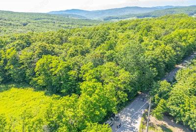 Padure de vanzare oportunitate de investi?ie - 1