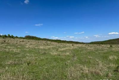 Teren de 480000 mp, în Prunișor - 8