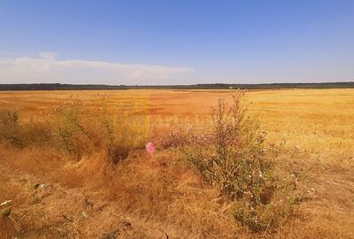 Teren pentru casa/case in Branesti pe strada Toporasi - 2