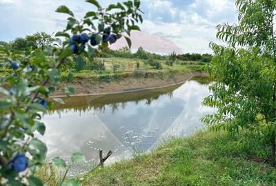 TEREN DE VANZARE - 29,656mp Bozanta Mica - 7