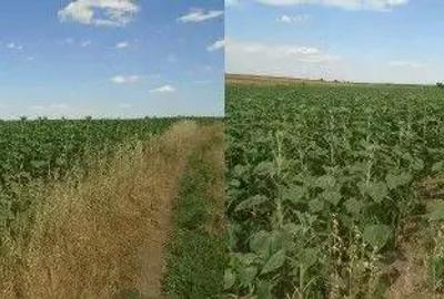 Teren extravilan Caldararu, ID: R2616308 - 4