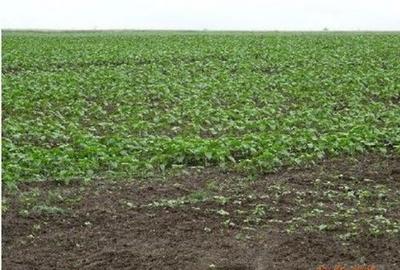 Teren cota parte 1/4, Saraiu, ID: R2684294 - 2