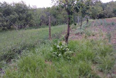 65000euro!!Bucium!Teren intravilan 1500mp,asfalt!
